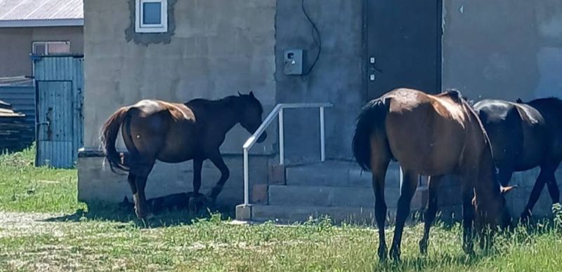 В Коянды табуны лошадей разрушают дворы и огороды
