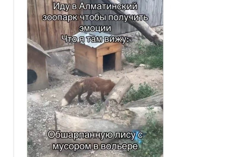 лиса