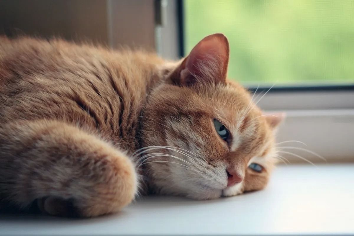 кот, жара, животные 