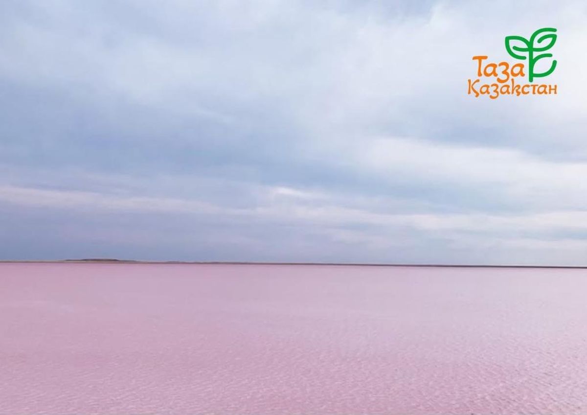Розовое озеро, вода, Акмолинская область 