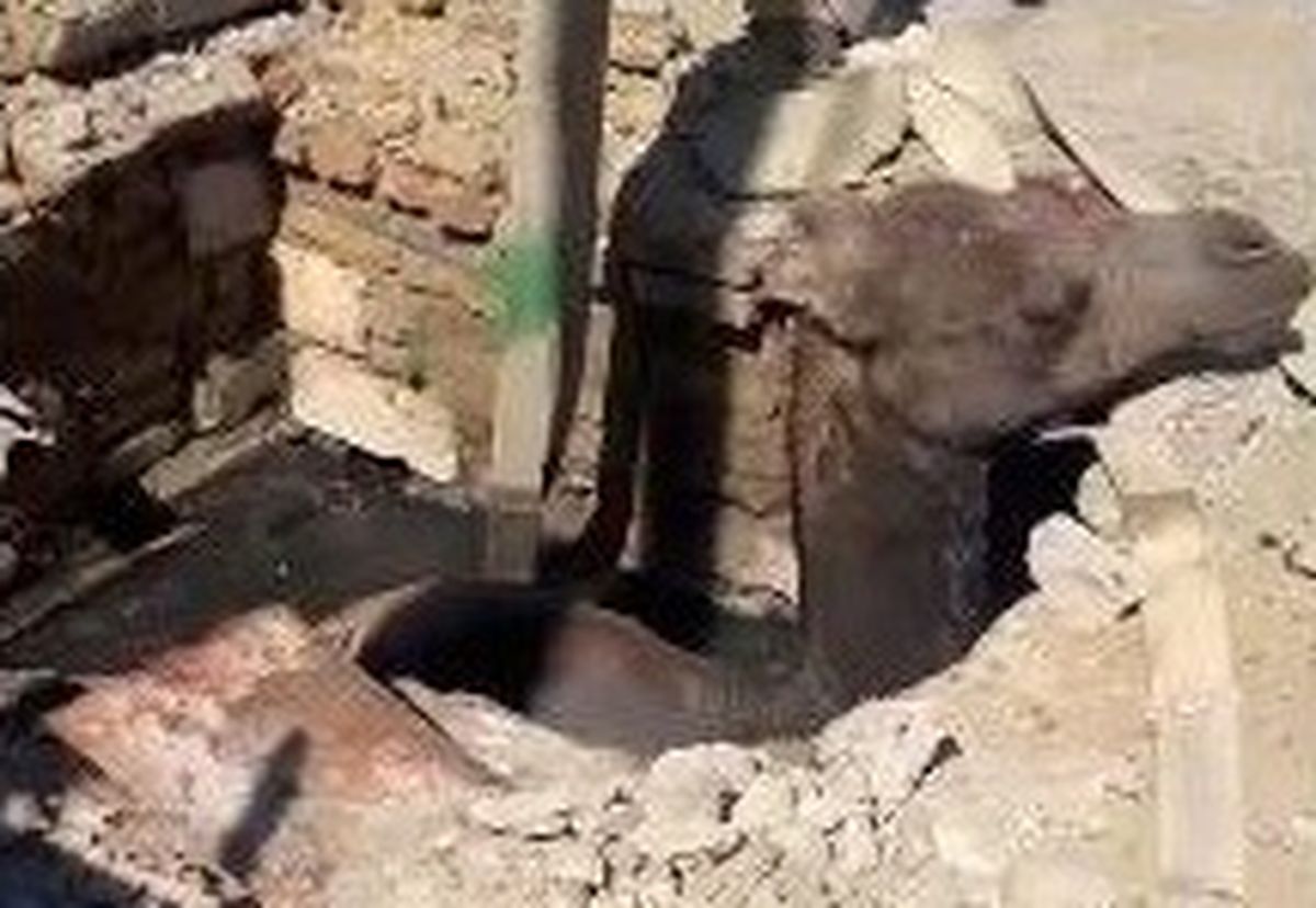 животное, спасатели