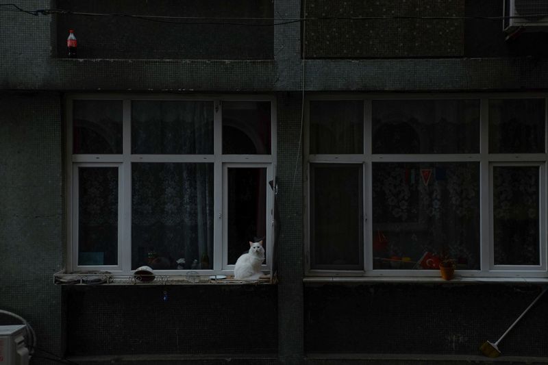 Алматинка вызвала полицию из-за квартиры с кошками