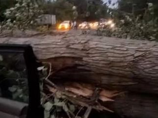 Дерево рухнуло на авто с пассажирами на трассе в Жетысу