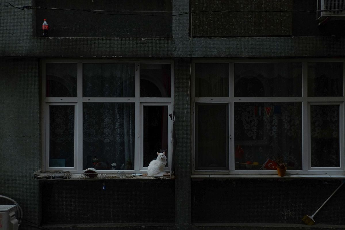 Алматы, кошки