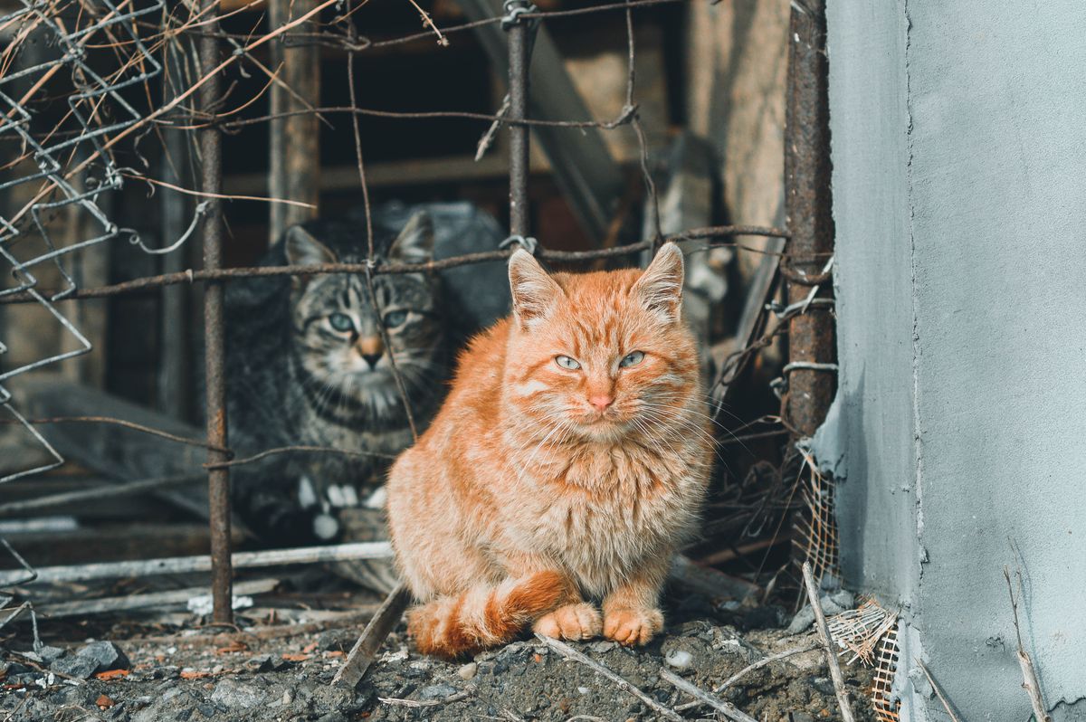животные, кошки, бездомные кошки