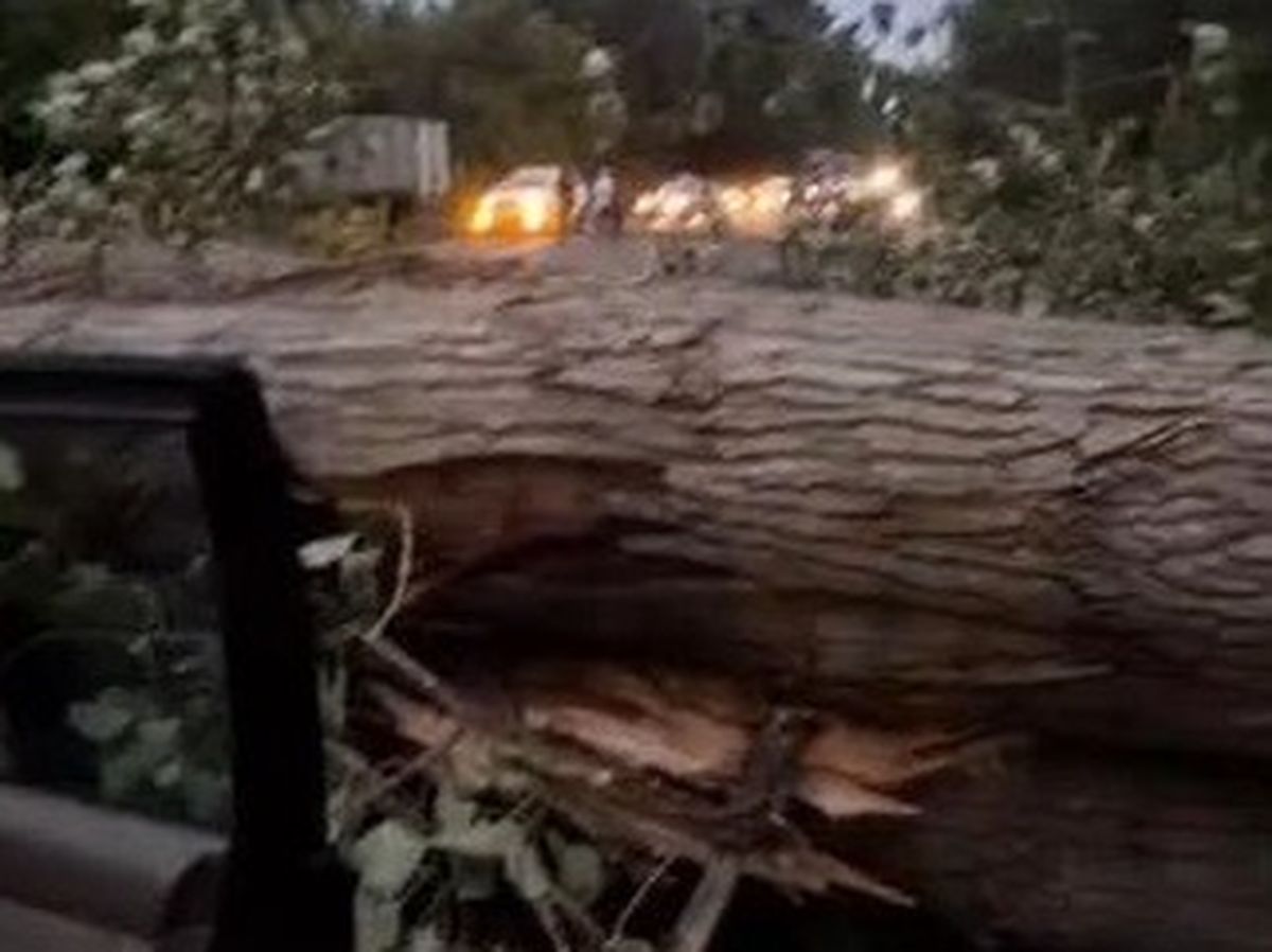 ДТП, трасса, дерево