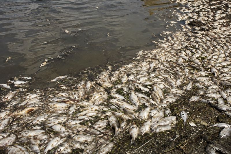 Завод "Ленгерского мороженого" проверят после массовой гибели рыбы в реке Бадам