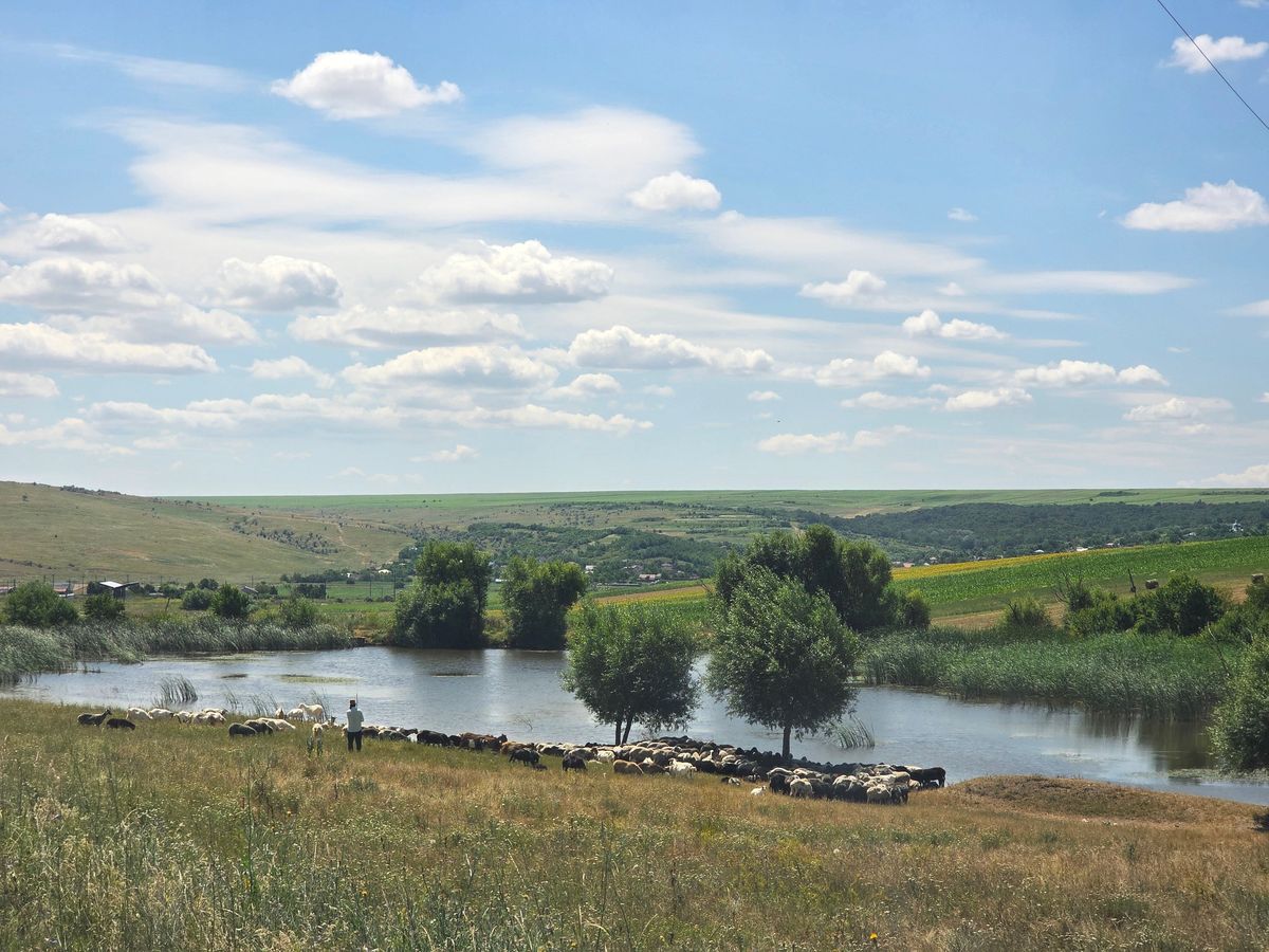 пастух, поиски