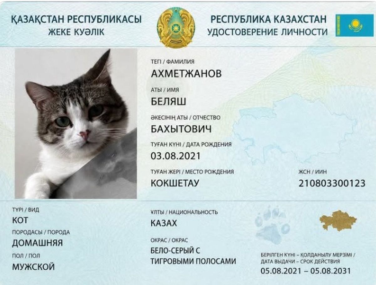 Кот Беляш удостоверение