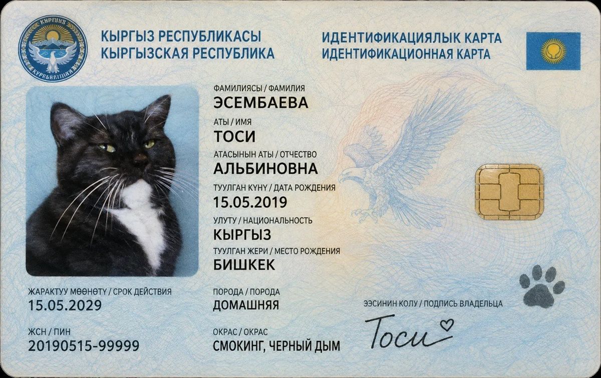 Кыргызстан удостоверение кошки