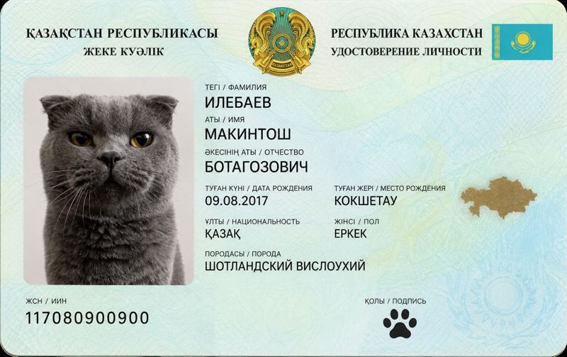 Котам и кошкам в Казахстане делают "человеческие" документы