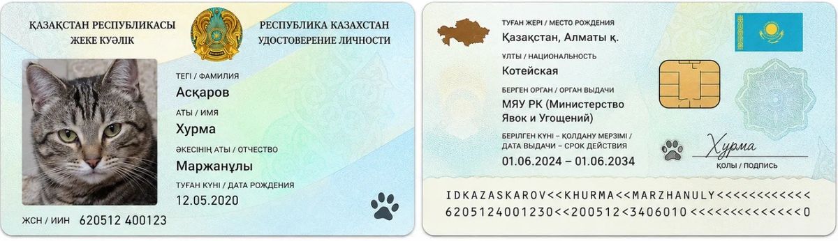 Удостоверение кота с МЯУ РК