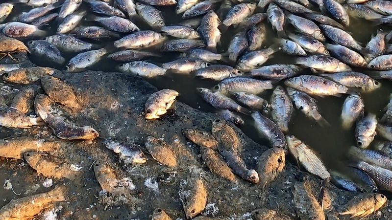 Массовую гибель рыбы зафиксировали в Актюбинской области