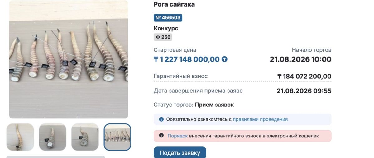 рога