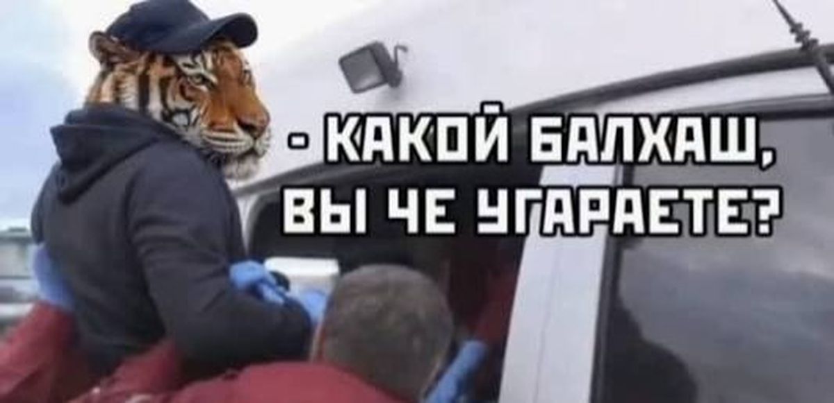мемы с тигром 