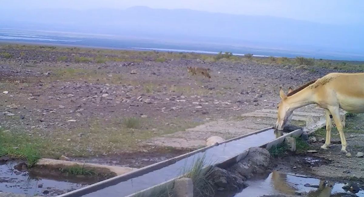 Волк и куланы у водопоя