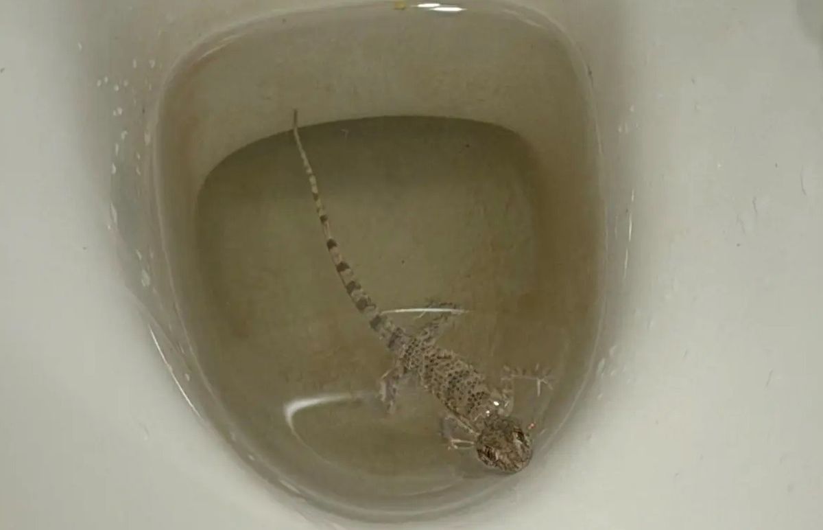 ящерица, унитаз, Актау