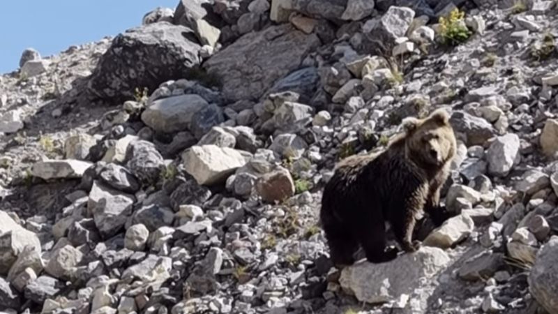 Турист неожиданно встретился с медведем в Сайрам-Угаме