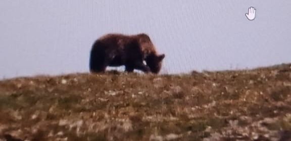 11 медведей за один день встретил казахстанец