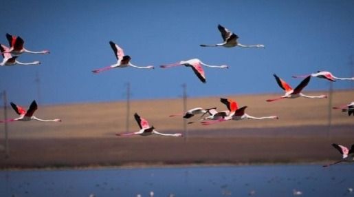 Сохранить фламинго: 40 млн кубометров воды сбросили в Коргалжынский заповедник