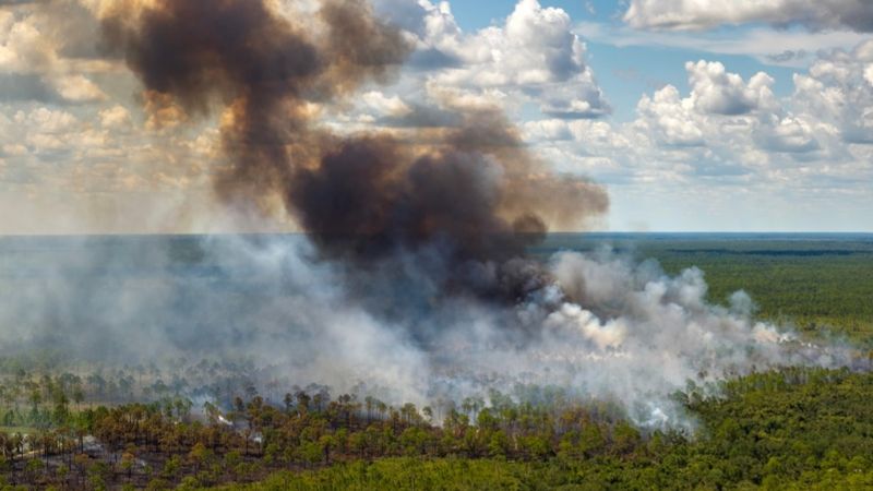 Пожар в Баянаульском нацпарке локализовали