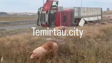 Разбежались по степи: фура со свиньями перевернулась близ Темиртау