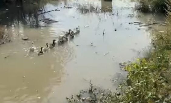 "Кайфуют только гуси": в Каскелене жалуются на подтопления домов