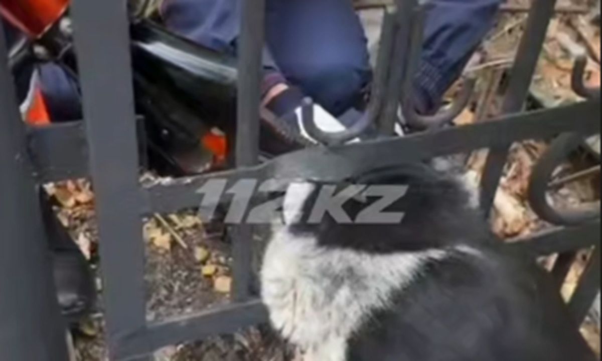Важна каждая жизнь: застрявшую в заборе собаку спасли в Кокшетау