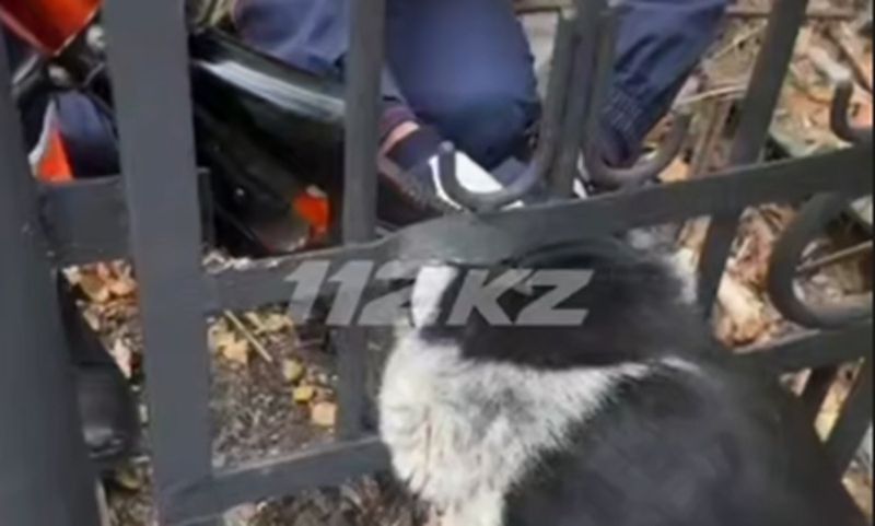Важна каждая жизнь: застрявшую в заборе собаку спасли в Кокшетау