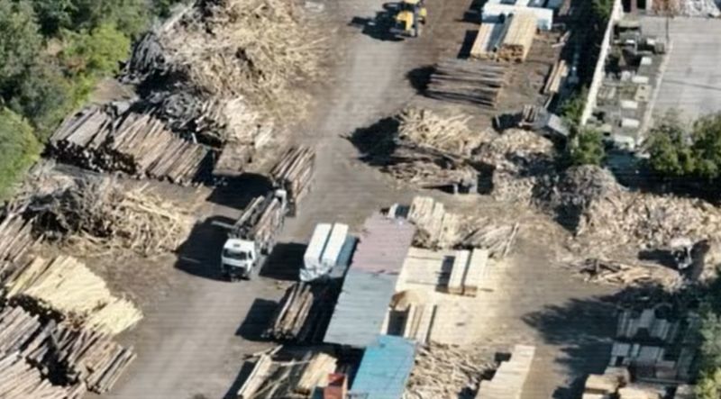 Схему с массовой вырубкой деревьев раскрыли в "Семей орманы"