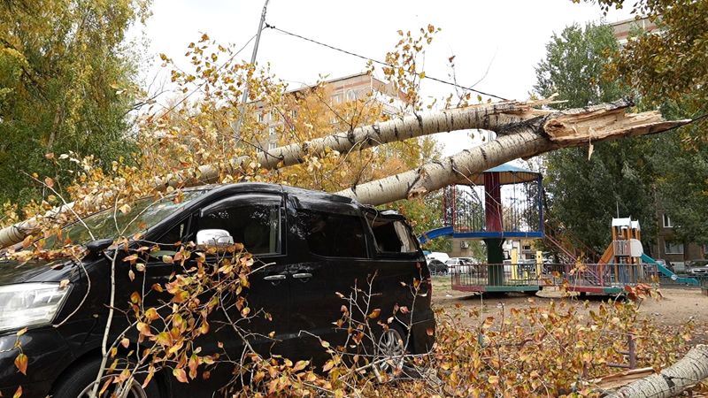 Дерево рухнуло на несколько автомобилей во дворе многоэтажки в Павлодаре