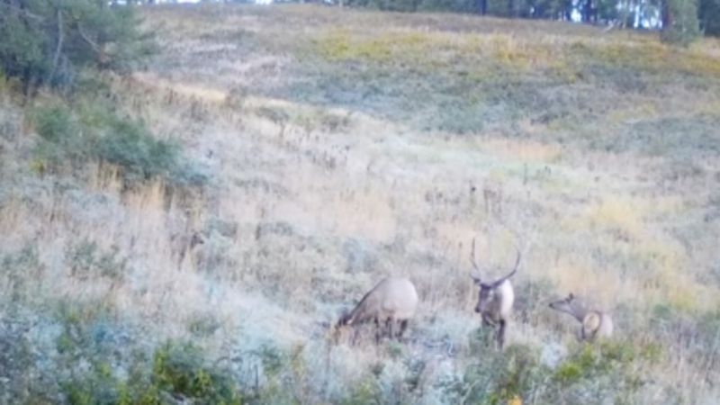 Маралы попали в объектив фотоловушки в заповеднике Маркаколь