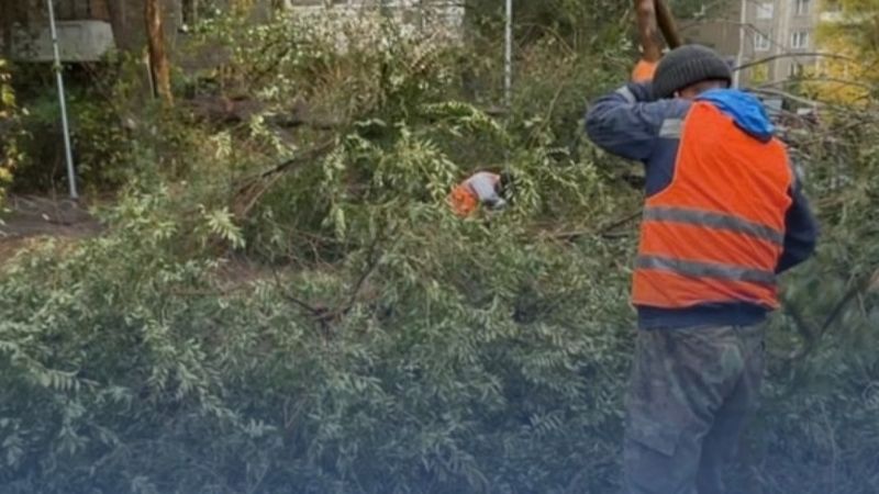 Сильный ветер повалил десятки деревьев в Караганде