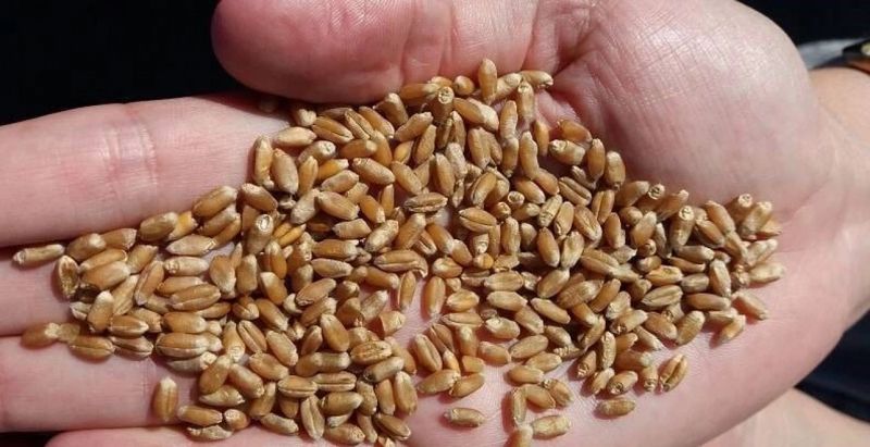 Опасный сорняк нашли в семенах: Казахстан развернул тонны зараженной продукции