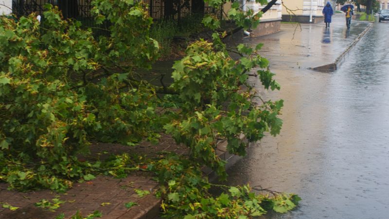 Сильный ветер повалил десятки деревьев в Караганде