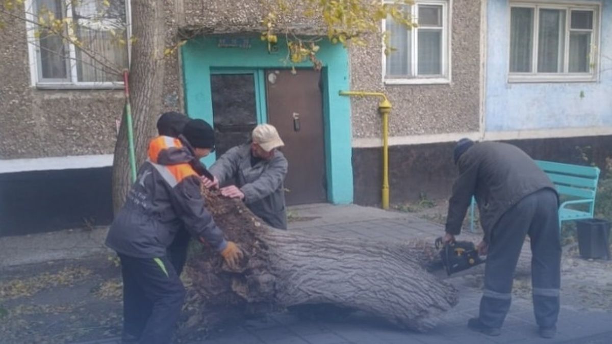 Сильный ветер повалил десятки деревьев в Караганде