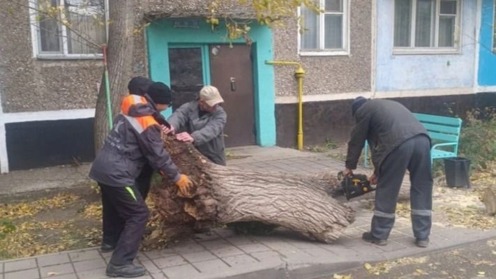 Сильный ветер повалил десятки деревьев в Караганде