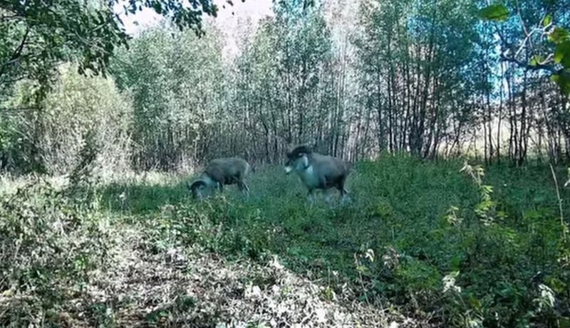 Сила и особая красота: архары попали в фотоловушку в "Буйратау"