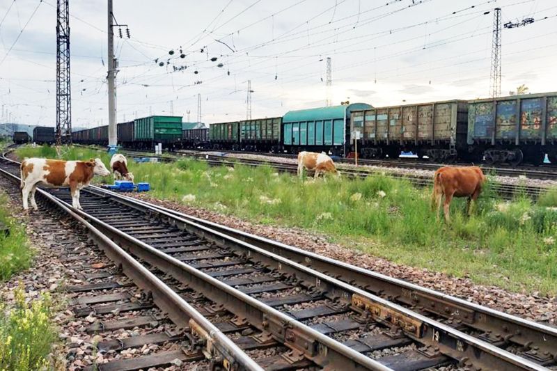 В Казахстане хотят увеличить штрафы за выпас скота у железных дорог