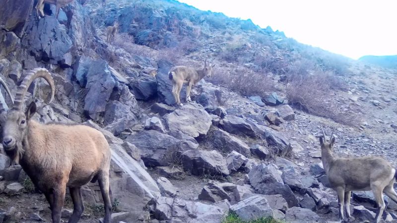 Многодетных козлов сняли в Чарыне: папа с мамой в шоке, а малыши позируют