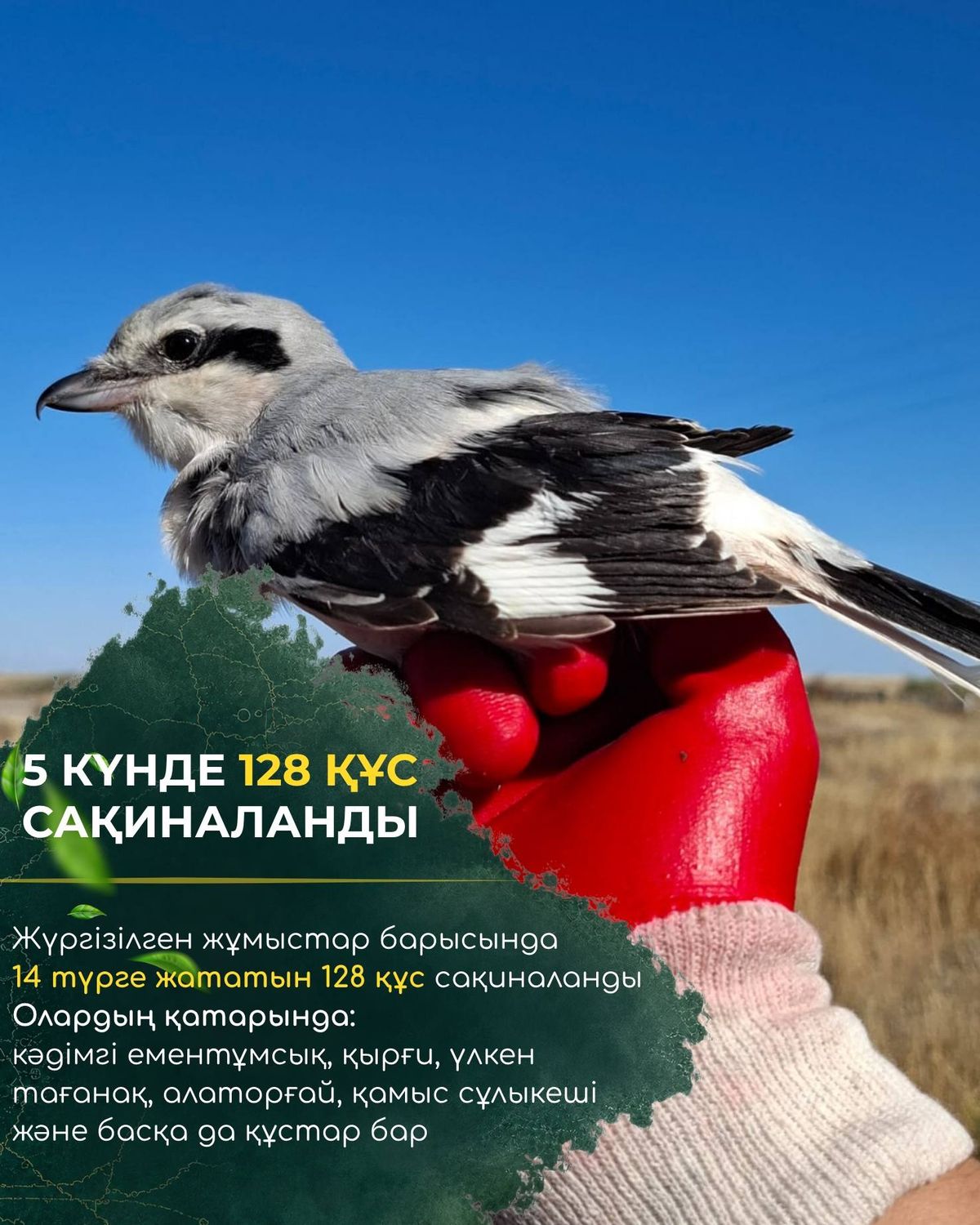 Большой сорокопут, Коргалжынский заповедник
