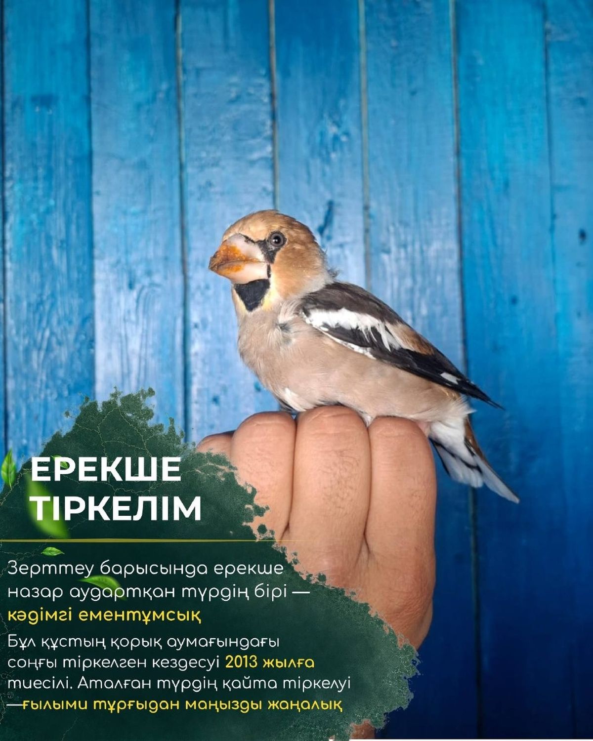 Дубонос, Коргалжынский заповедник