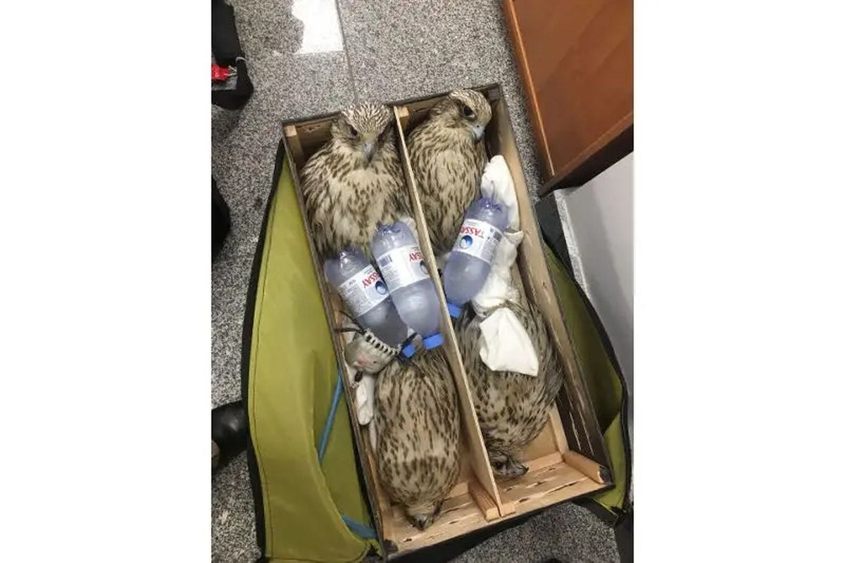 Соколы