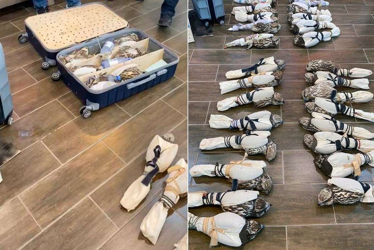 балобан, сокол