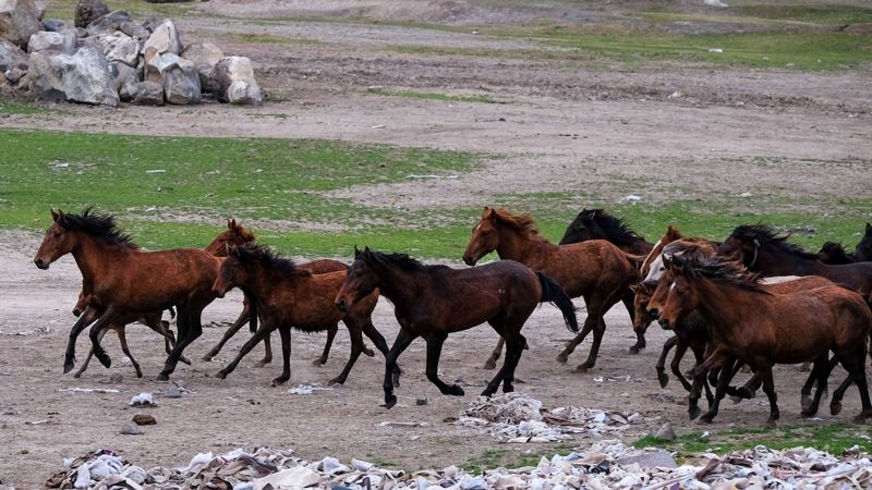 Отца и сына подозревают в краже 77 лошадей в Акмолинской области