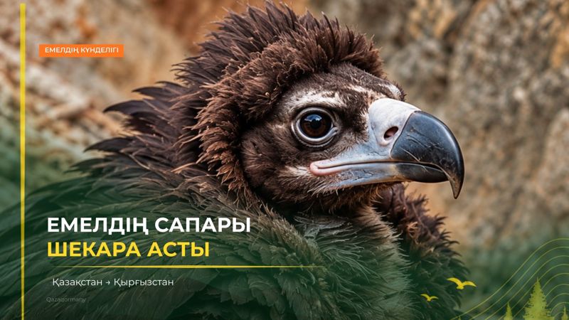 Большое путешествие Емеля: молодой гриф из Казахстана добрался до Кыргызстана