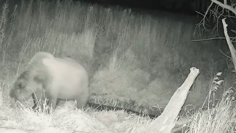 Страшно и красиво: медведь и марал попали в фотоловушки Маркакольского заповедника